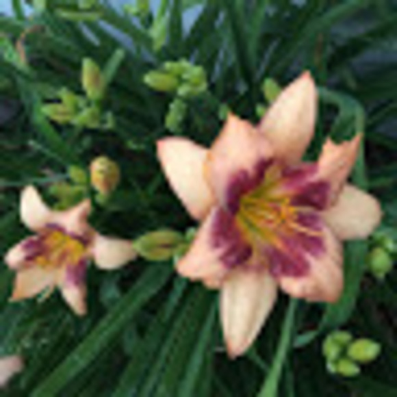 Meet your Posher, Pamela - Picture 1 of 1